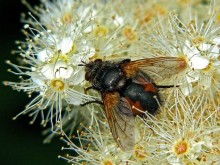 Ежемуха свирепая / Tachina fera