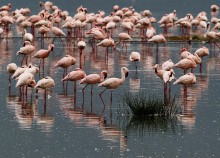 Акварель! / Кения. Озеро Накуру. Фламинго