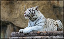 Тигр / Тигр в Московском зоопарке