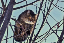 local hunter / cat looks at a flock of birds