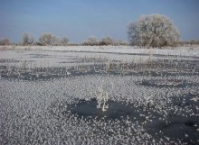 Зимний паводок на Полесье / Вода на разливах превысила уровень весеннего паводка. Фото сделано на острове в пойме, но и сюда ворвалась вода, образовав среди острова озеро. Морозы последних дней сковали все льдом.