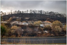 После пожара / Горел лес на Кармэли ,его тушили всем миром, а через неделю после пожара полили ливневые дожди