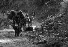 доставка топлива / В Непале проблема с электроэнергией
в горах это гораздо серьезней
каждое селение имеет резервную 
мини электростанцию, топливо для
них доставляется мулами.