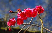 зимнее цветение сакуры / Hakone Gardens
21000 Big Basin Way
Saratoga, CA 95070
в японском садике