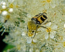 Восковик перевязанный / Trichius fasciatus