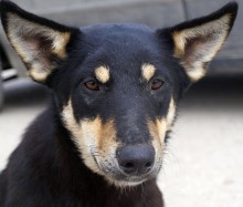 Ты это, заходи если чё ... / Местный бродяга