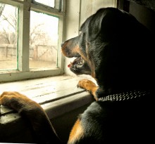 Кто там / Щелкнула калитка и Собака бросилась к окну.