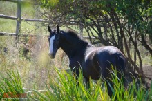 horse / Видеооператор,фотограф в Донецке
Съёмка на профессиональном оборудовании.
Тел.-     0505174615  ---  0936399776
Примеры на сайте - www.artmastera.com.ua