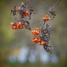 &nbsp; / рябина