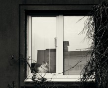 О кошко / Приятное дополнение к окну :)