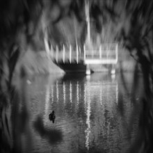 &nbsp; / плакучая ива