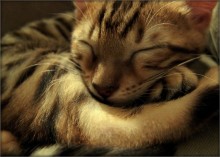 сладкий / котейка новая в доме завелась... :)