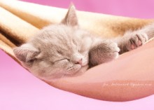Про розовые сны.... / мой маленький котенок, третий день у меня...открыточное
