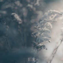 Зимние травы / *****
