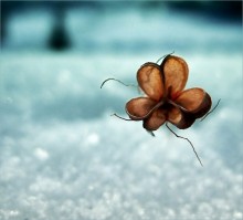 ..levitation... / гербарий :)