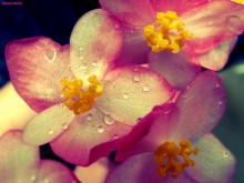 Бегония / http://fotki.yandex.ru/users/nastikter/view/277209?page=5