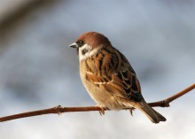 Полевой воробей (Passer montanus) / Passer montanus