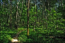 Crysis / Ореховский лесопарк.