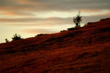 Рассвет на брусничной поляной / Карпаты 2010