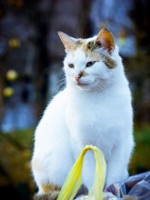 &nbsp; / Котик на свалке