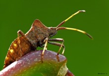 Клоп Краевик щавелевый / Coreus marginatus