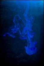 Глубокое синее море / Из жизни медуз