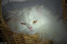 spiky / .............