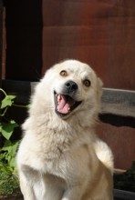 Бобик / 11.07.10. Соседский пес зашел в гости