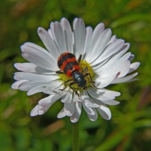 Пчеложук пчелиный / Trichodes apiarius