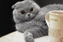 ...мне больше... не наливай!))) / кот и чай)