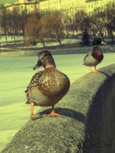 Ducks / покормите уток)