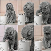 приготовление чая по-...кошачьи / шотландская кошка с функцией автоповар)))
( прошу прощения за качество  - ISO6400(( )