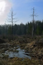 Весна,болото... / Этюд к фильму ..Собака Баскервиллей..
