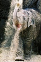 Слоненок. / Слоненок в Одесском зоопарке.