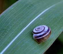 Tрафика / стаза за пжеве
snail track 
улитки Трейл