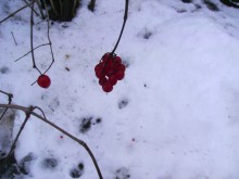 красный / зимняя вишня
