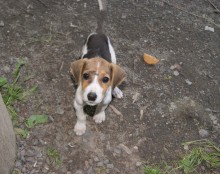 Бобик / ,,,,,,,,,,,,,,,,,,,,,,,,,,,,,