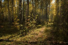 Осенний луч в березовом лесу / *******