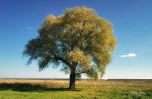 Полдень / летние прогулки