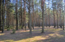 Лес / Весной в лесу