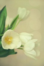 Весна / тюльпаны как символ -)
