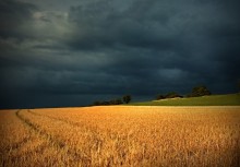 Immagine del grano / frumento-Nuvole