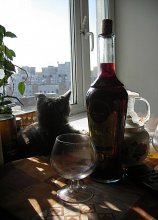 Жизнь удалась / коту точно
