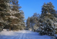 Лесными тропами / зимние прогулки