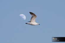 Чайка / Лунная соната