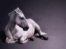 белая лошадь / белая лошадь лежит