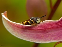 Песочная оса / Philanthus triangulum