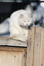 Суровый позер / мартовский кот