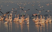 Краски озера Накуру! / Фламинго. Кения. Озеро Накуру. Июль 2010 г.