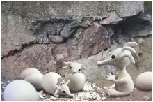 eggs / маленькие белые существа живут у каменистых берегов рек